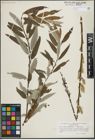 Foto von Salix lapponum L. x Salix viminalis L.